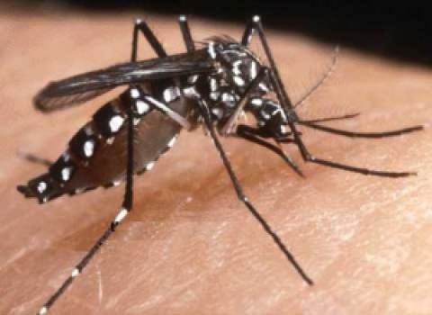 Nyamuk Aedes Aegypti