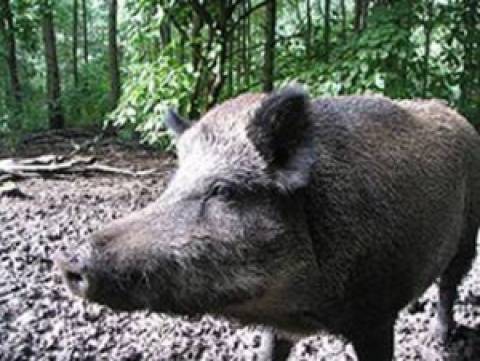 Babi hutan Sumatera